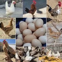 تخم مرغ گلین نطفه دار زیر قیمت تمام اگهی ها
