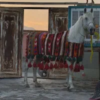 فروش دو راس اسب