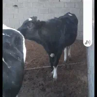 تلیسه داشتی|حیوانات مزرعه|ماهان, |دیوار