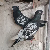کفتر هوایی|پرنده|شیراز, گچی|دیوار