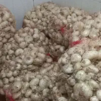 پیاز خوردن|خوردنی و آشامیدنی|زاوه, |دیوار