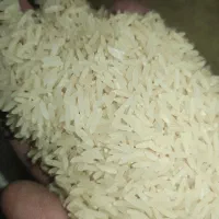 برنج طارم محلی به شرط پخت