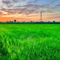 فروش زمین ۵۰۰۰ متری شالیزار رشت|فروش زمین و ملک کلنگی|اصفهان, بوستان زاینده رود|دیوار