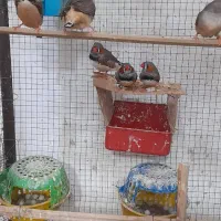 فنچ ۸ عدد ۵ تا نر ۳ ماده مولد هستن|پرنده|بندر ماهشهر, |دیوار