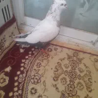 کبوتر کاکلی