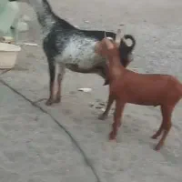 بزو کهره صلاله فاریاب