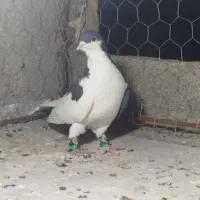 چپ سیاه نر|پرنده|بجنورد, |دیوار