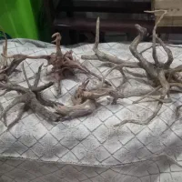 چوب آبنوس اصلی