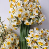 گل نرگس شیراز