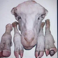 کله پاچه
