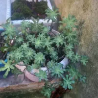 گل و گیاه گلدونی|گل و گیاه طبیعی|رشت, یخسازی|دیوار