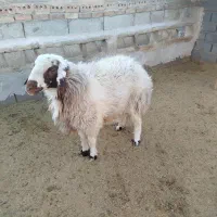 گوسفند|حیوانات مزرعه|فردوس (خراسان), |دیوار