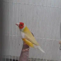 فنچ گلدین نر