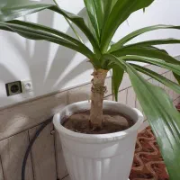 گل موزی بزرگ|گل و گیاه طبیعی|رفسنجان, |دیوار