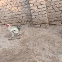 1 خروس محلی اصل پاه سیا