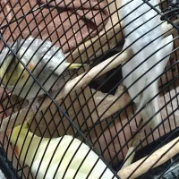 3 عدد عروس هلندی زعفرانی گلباقالی لوتینو|پرنده|بندر انزلی, استادیوم|دیوار