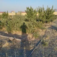 فروش باغ|فروش خانه و ویلا|صالح آباد, |دیوار