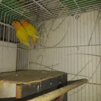 یک جفت کوتوله زرد کله نارنجی اصل. تماس ب