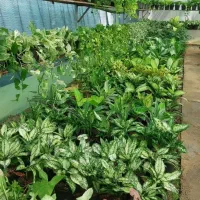 گل عمده و جزئی/گل طبیعی/گل های اپارتمانی و حیاطی