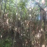 فروش نهال با چک صیادی خرید با چک به قیمت نقدی|خدمات باغبانی و درختکاری|شیراز, فرگاز|دیوار