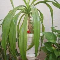 گل اشک ملکه