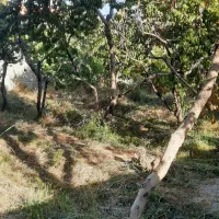 ۲۵۰ متر زمین باغچه‌ای قاسم‌آباد بزرگ موقعیت شهرکی