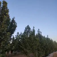 فروش باغ جاده صدرا خیابان پارمین|فروش زمین و ملک کلنگی|شیراز, علوم پزشکی|دیوار