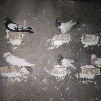 کبوتر|پرنده|کرخه, |دیوار