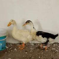 اردک