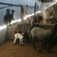 گسفند داشتی عالی|حیوانات مزرعه|قائمشهر, |دیوار