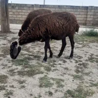 گوسفند بره
