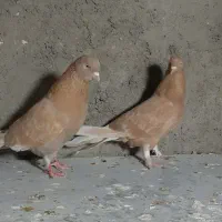 کبوتر زردی|پرنده|نسیم‌شهر, |دیوار