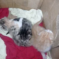 واگذاری رایگان