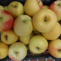 سیب زرد دهبالا|خوردنی و آشامیدنی|یزد, |دیوار