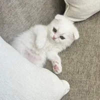 حیوانات خانگی گربه|گربه|گرگان, |دیوار