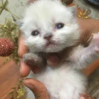 بچه گربه هیمالین