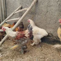 خروس برهما|حیوانات مزرعه|مشهد, شهید معقول|دیوار