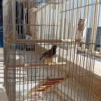 مرغ مینا نر 7 ماهه پستی|پرنده|کرج, باغستان|دیوار