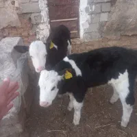 گوساله‌نر‌اصیل‌شیرخاروخوراکخور|حیوانات مزرعه|بسطام, |دیوار