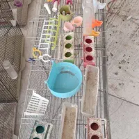 قفس پرنده|لوازم جانبی حیوانات|حمیدیا, |دیوار