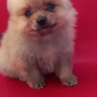 توله سگ|سگ|وحیدیه, |دیوار