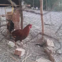 خروس|حیوانات مزرعه|دامن, |دیوار