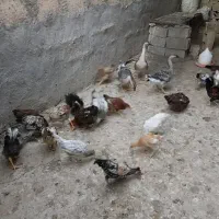 جوجه و قو غاز و خروسک محلی|حیوانات مزرعه|بهبهان, |دیوار