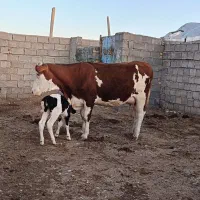 گاو سمینتال نارنجی