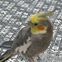 عروس هلندی  نر