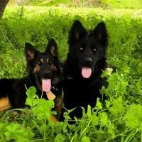 ژرمن ماده رنگ خاص