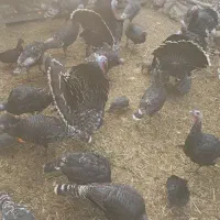 بوقلمون نر و ماده مناسب کشتار و نگهداری