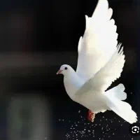 کفتر گمشده زیر کت آبی