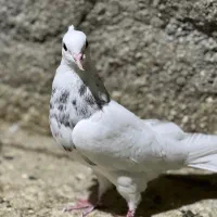 کبوترطوقی|پرنده|چابهار, |دیوار