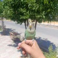 طوطی برزیلی دستی